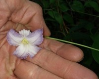 clematis crispa 1.jpg